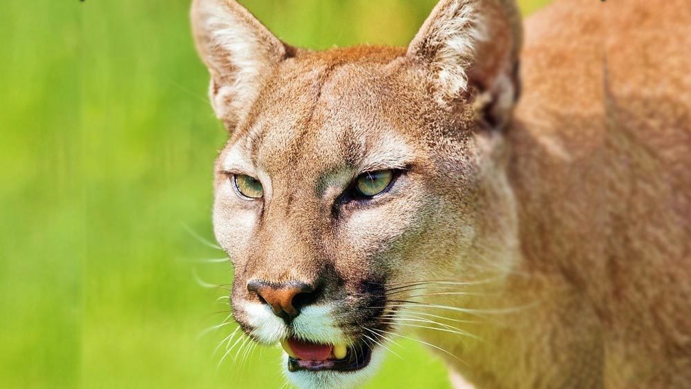 Eastern Cougar Declared Extinct Rocky Mountain Elk Foundation