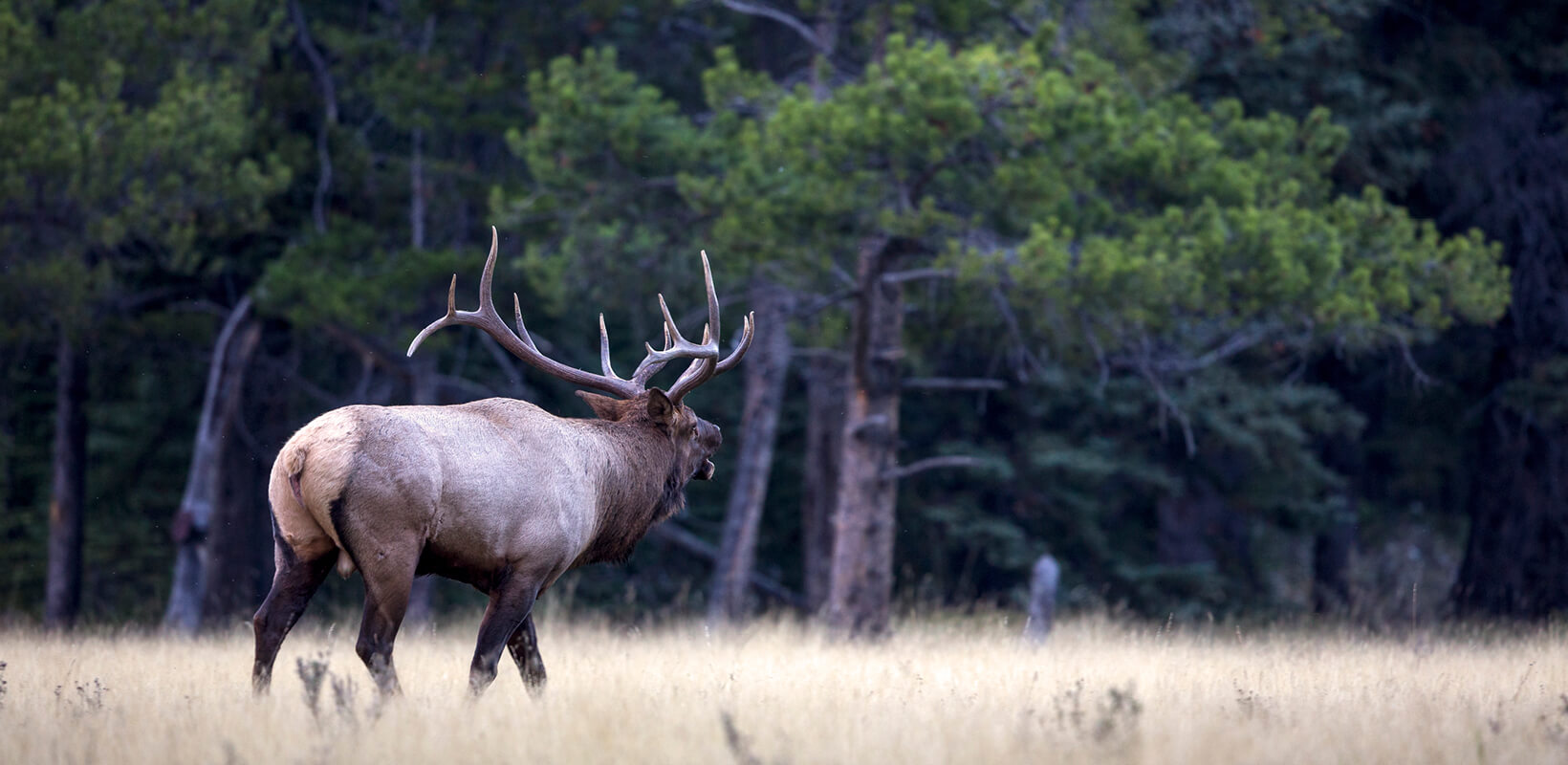 A bull elk with large antlers