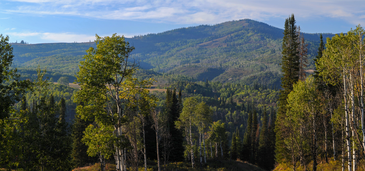 RMEF Colorado Conservation Project Receives Funding Boost Rocky